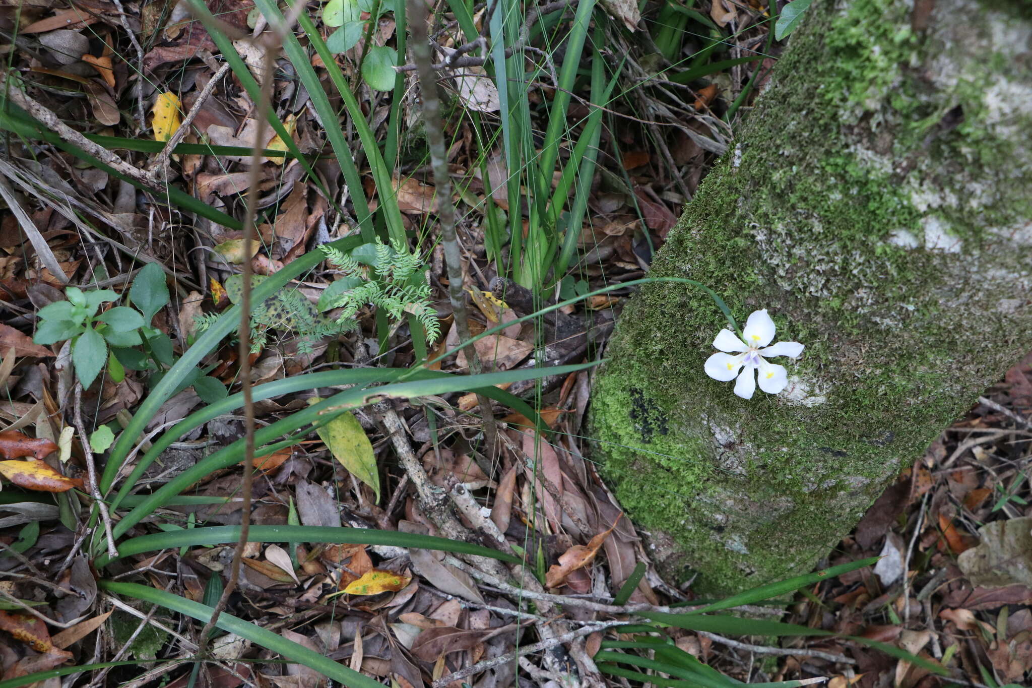 Image of Dietes iridioides subsp. iridioides