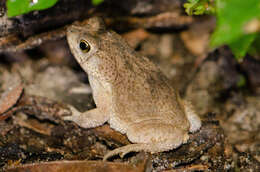 Image of Common Lesser Toad