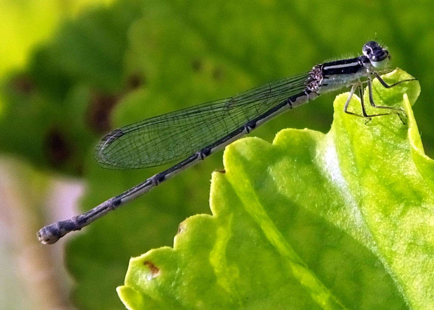 Image of Black-tailed Bluet