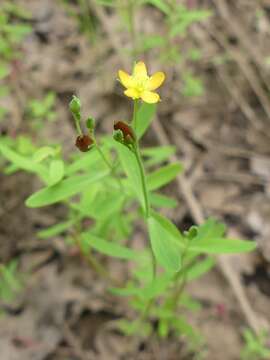 Image de Hypericum canadense L.