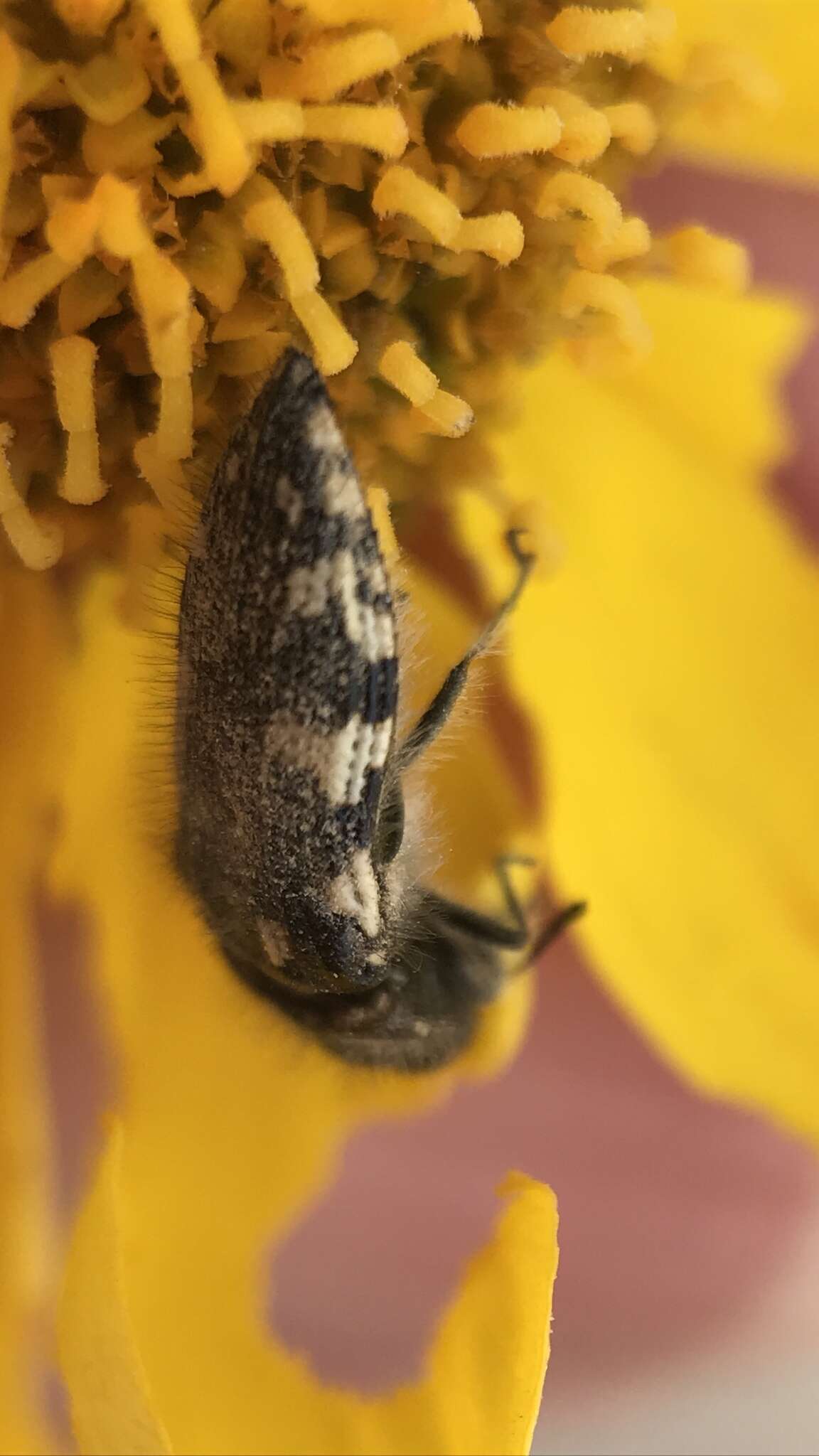 Image de Acmaeodera vernalis Barr 1972