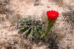 Image de Echinopsis calorubra Cárdenas