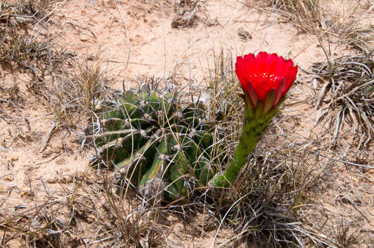 Image de Echinopsis calorubra Cárdenas