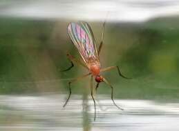 صورة Rhamphomyia flava (Fallen 1816)