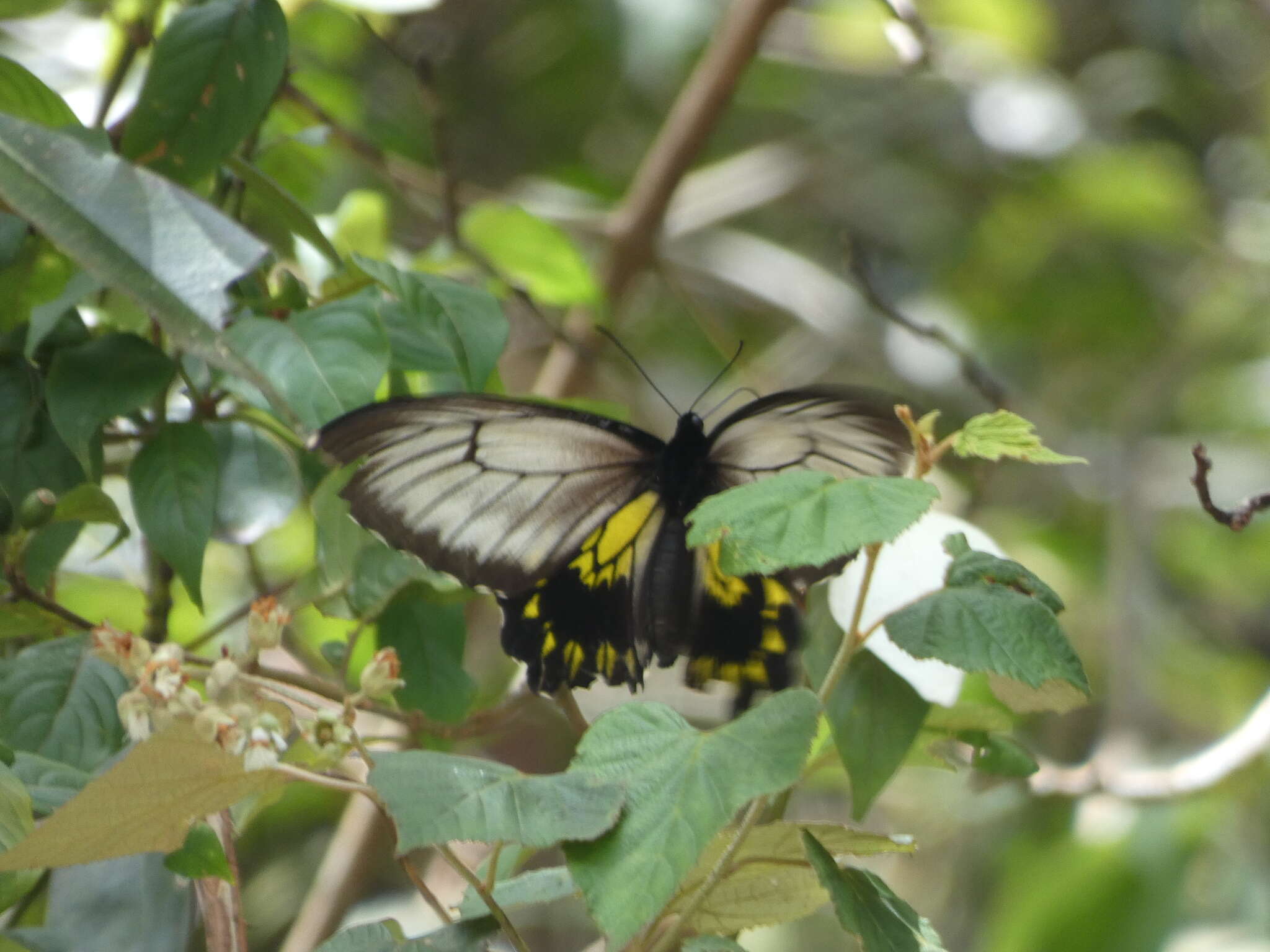 Image of Borneo Birdwing