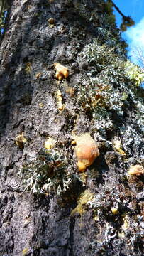 Image of Round-headed Pine Beetle