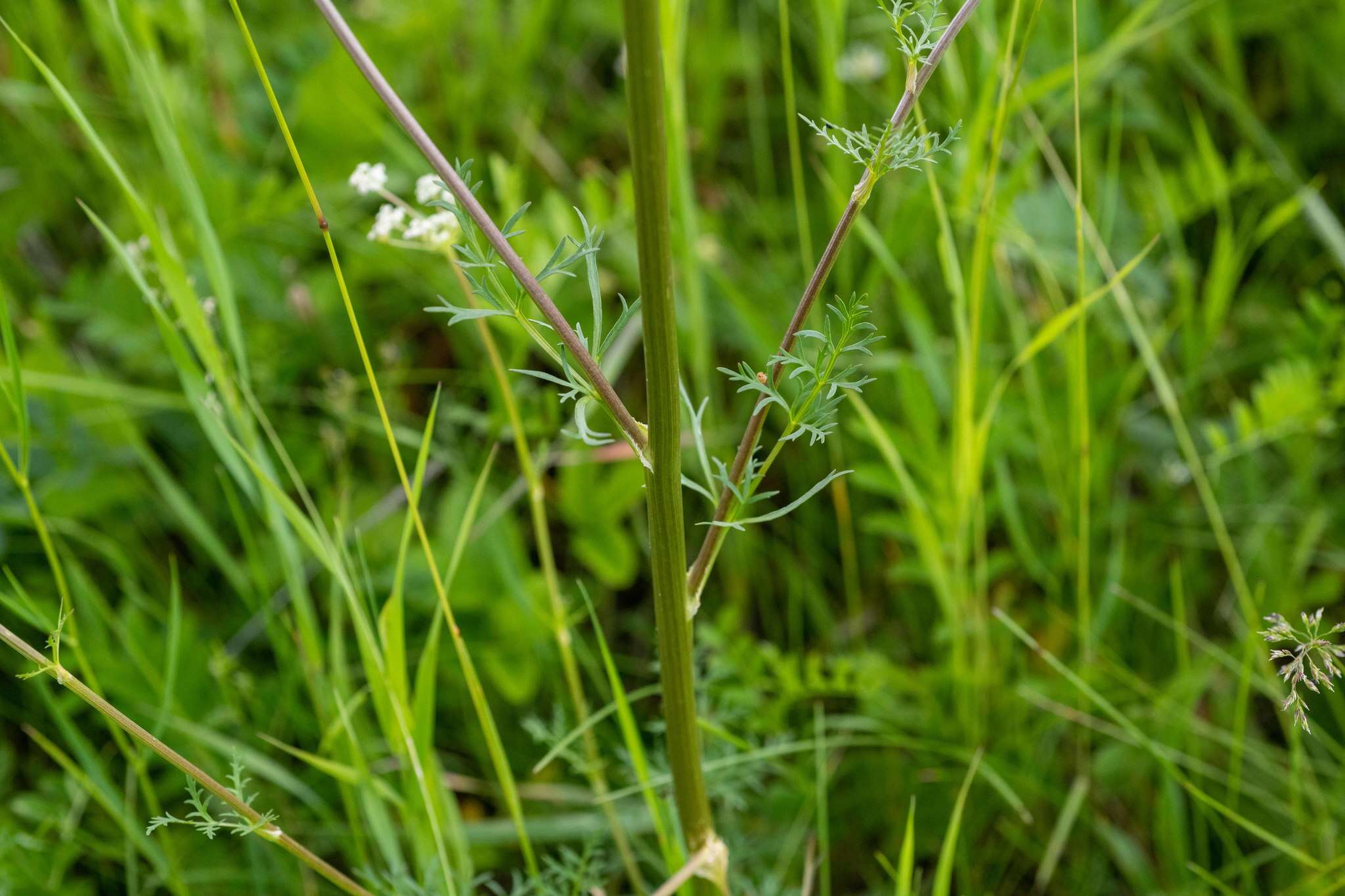 Aulacospermum anomalum (Ledeb.) Ledeb.的圖片