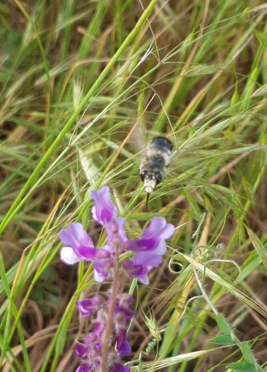 Image of Anthophora aestivalis (Panzer 1801)