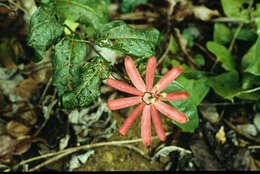 Image of Passiflora variolata Poepp. & Endl.