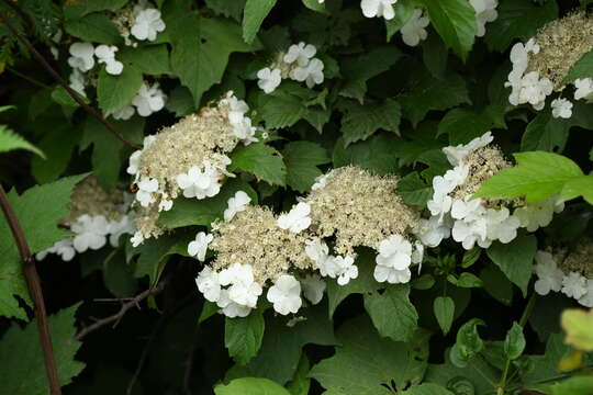 Image of Sargent's Viburnum