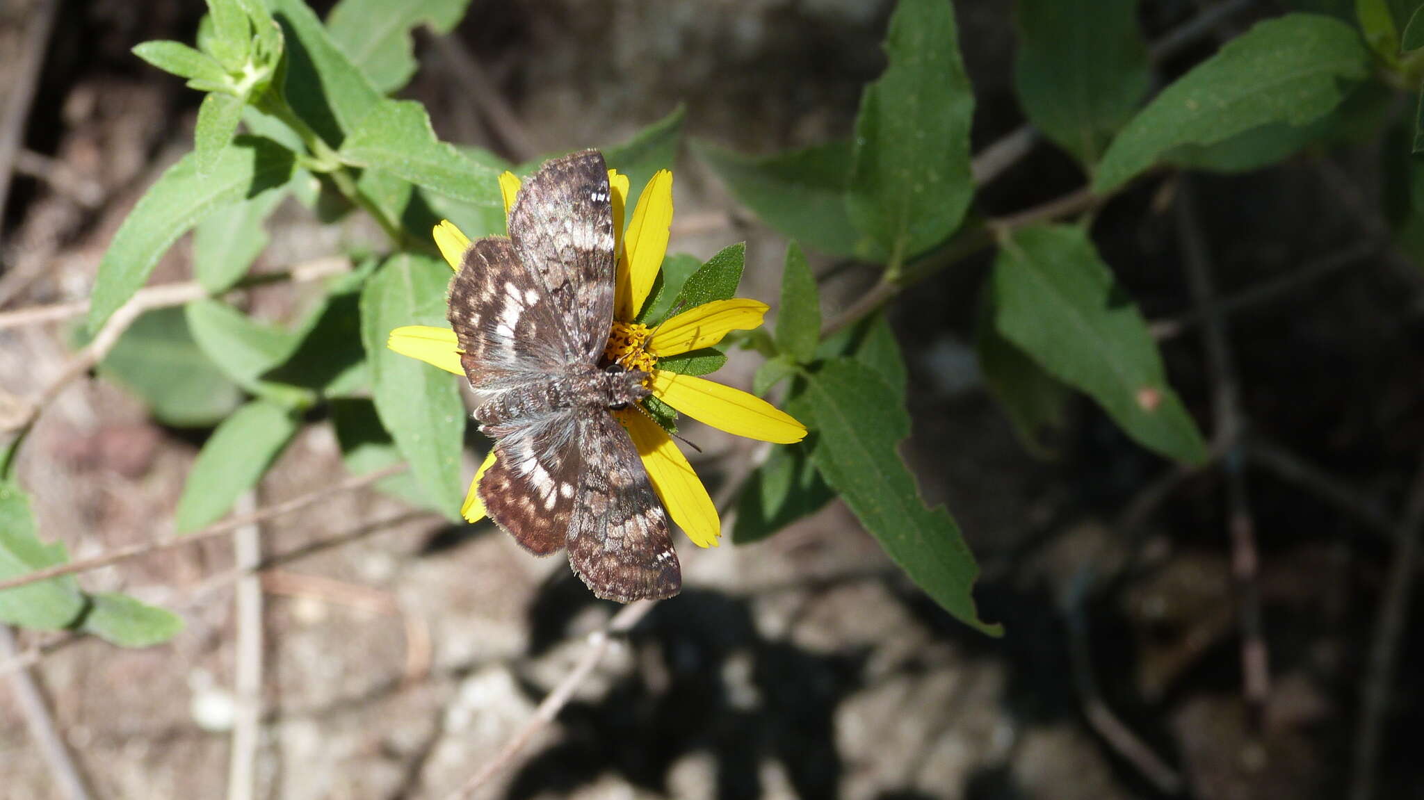 Image of Chiomara asychis Stoll 1780