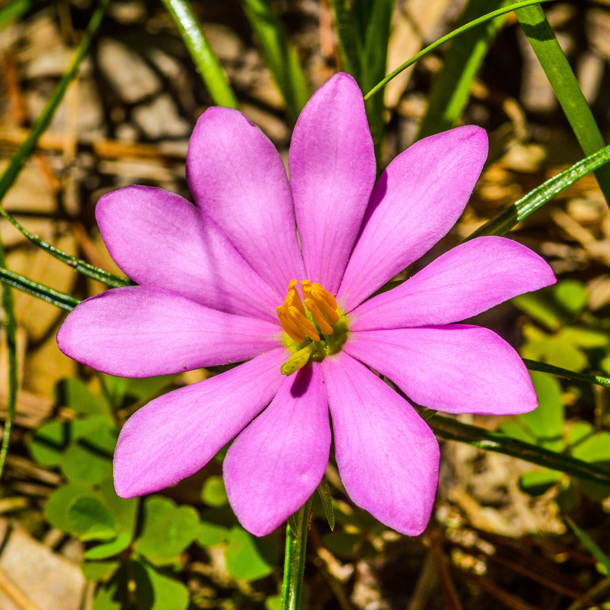 Image of Pinewoods Rose-Gentian