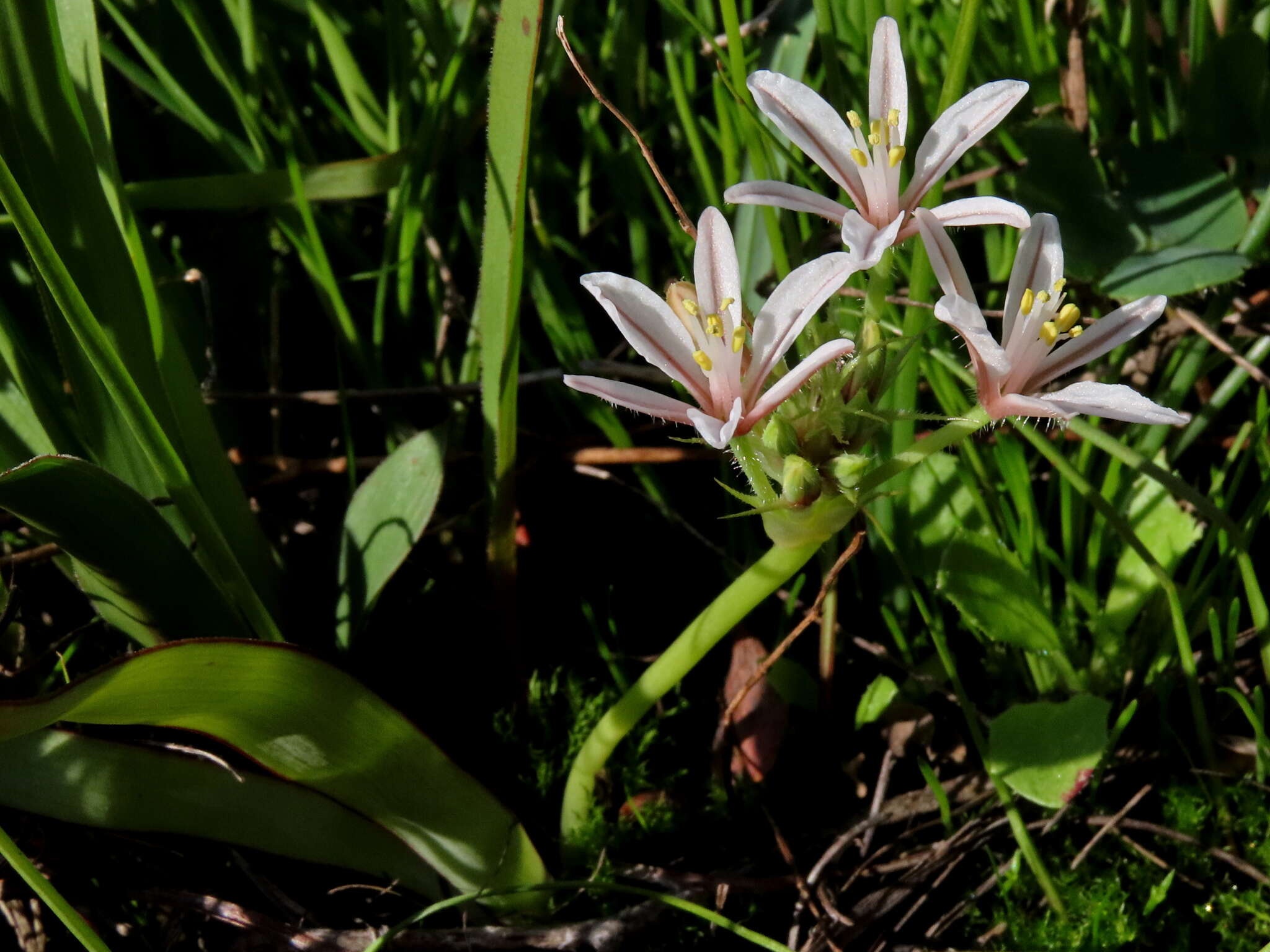 Image of Trachyandra filiformis (Aiton) Oberm.