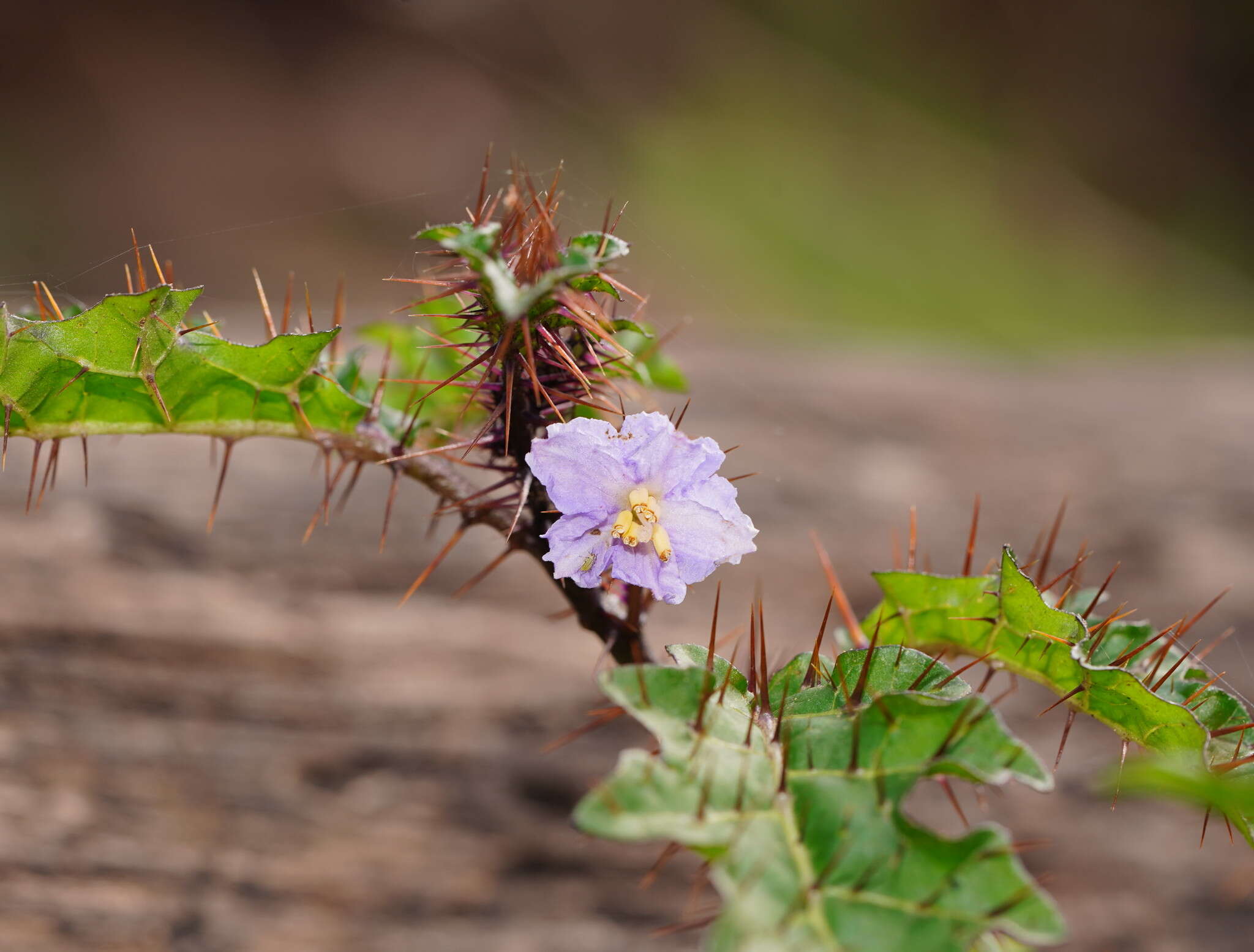 Image of Solanum prinophyllum Dun.