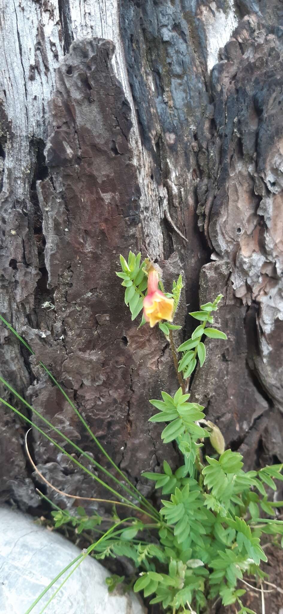 Image of fewflower Jacob's-ladder