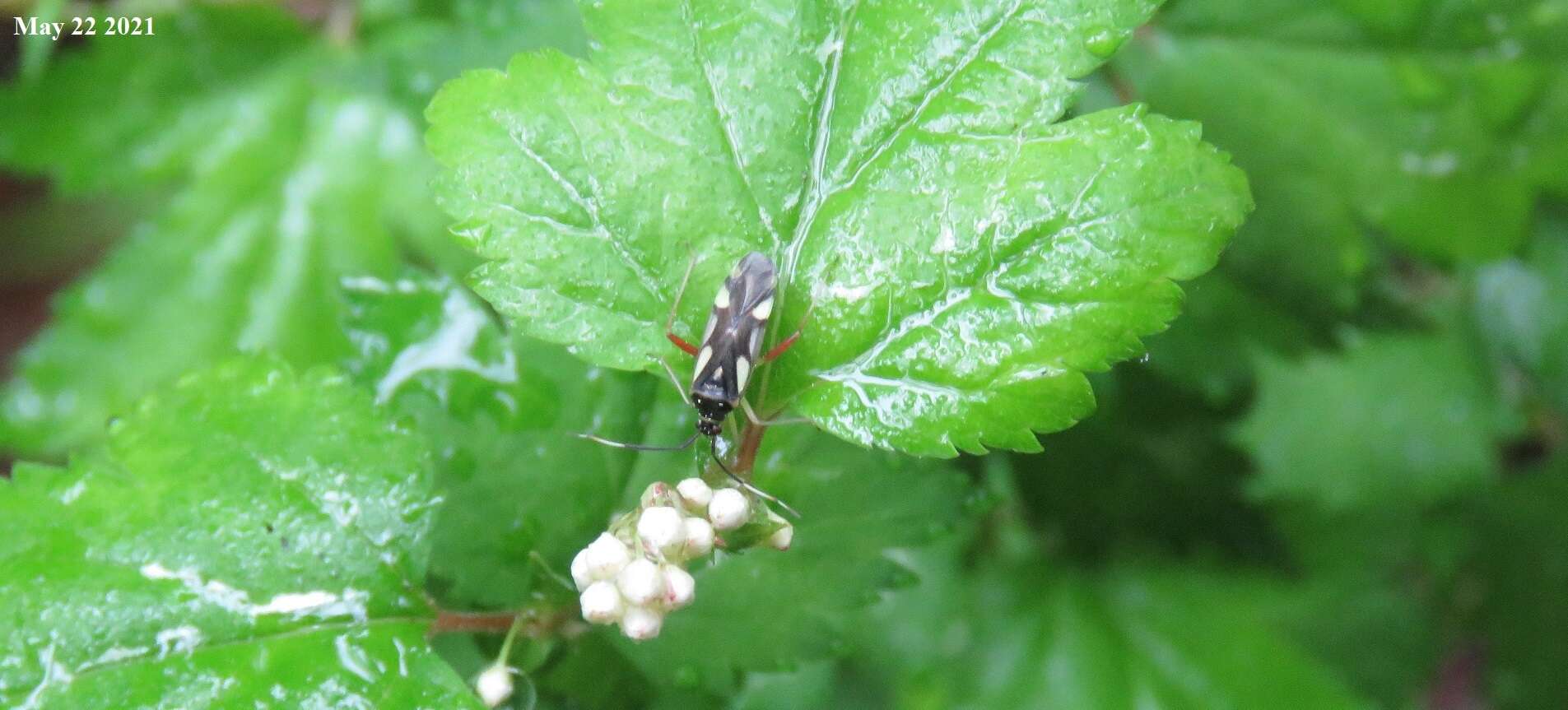 Слика од Loristes decoratus (Reuter 1908)