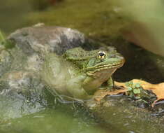 Image of Chiricahua Leopard Frog