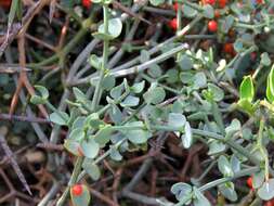 Image de Viscum rotundifolium L. fil.