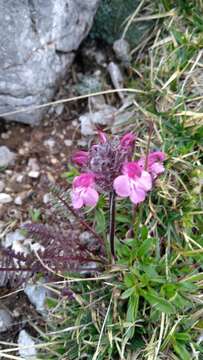 Image of Pedicularis rosea subsp. rosea