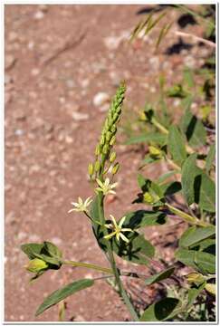 Imagem de Ornithogalum pyrenaicum L.