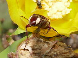 Image of Trichiotinus rufobrunneus (Casey 1914)