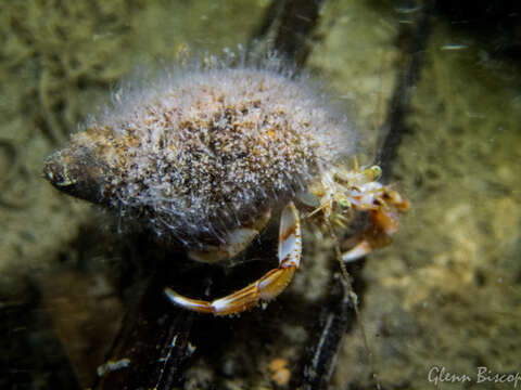 Sivun Hydractinia echinata (Fleming 1828) kuva