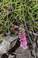 Image of Grevillea leptobotrys Meissn.