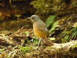 Image of Moustached Antpitta