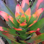 Image of Guzmania gloriosa (André) André ex Mez