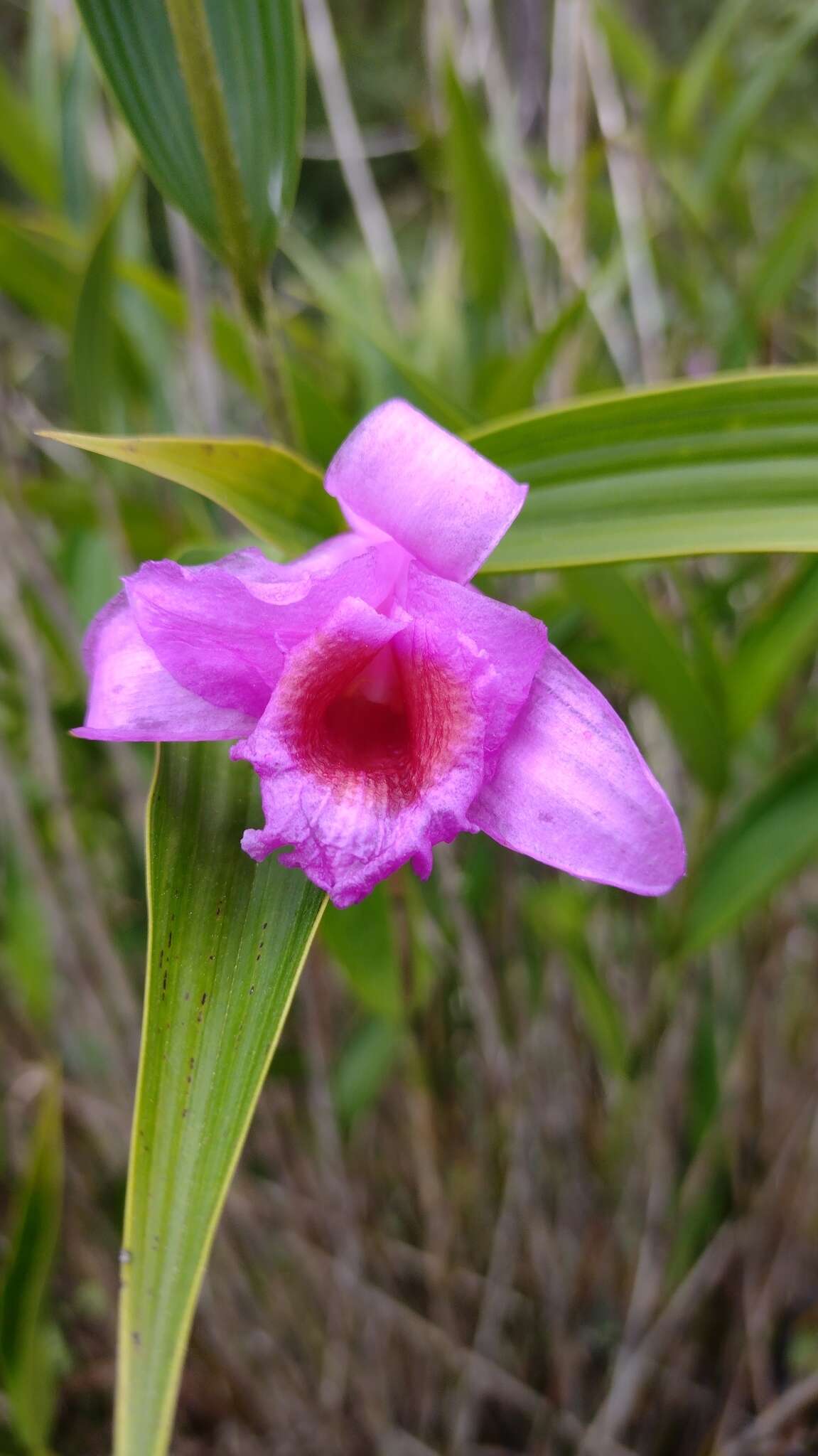 Imagem de Sobralia macrantha Lindl.