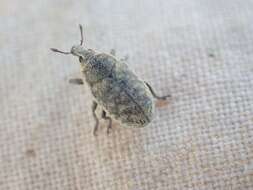 Image of Weevil