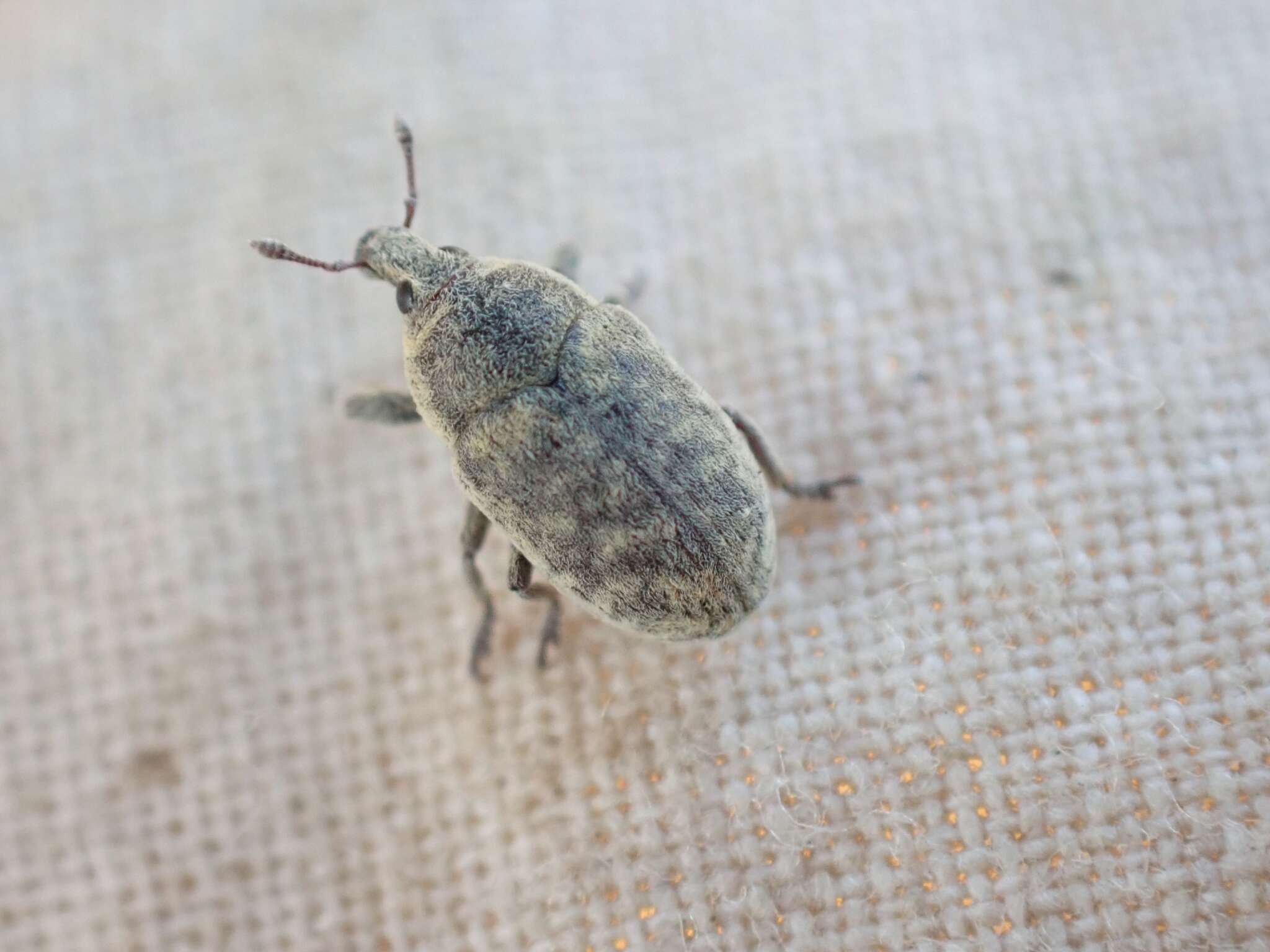 Image of Weevil