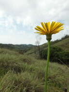 Слика од Taraxacum japonicum Koidz.