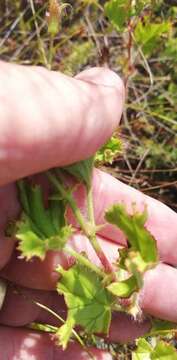 Imagem de <i>Pelargonium scabroide</i>