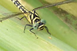 Image of Microgomphus torquatus (Selys 1854)