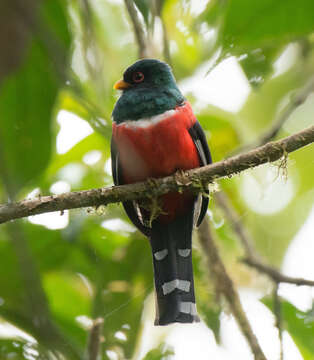 Imagem de Trogon personatus Gould 1842