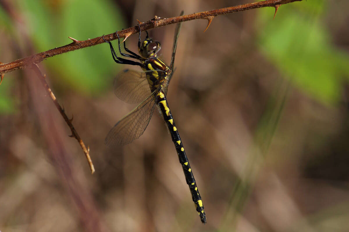 Image of Eusynthemis virgula (Selys 1874)