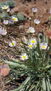 Image de Erigeron eatonii A. Gray