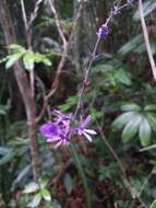 Image of Petrea bracteata Steud.