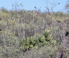 Image of Tylecodon wallichii subsp. wallichii