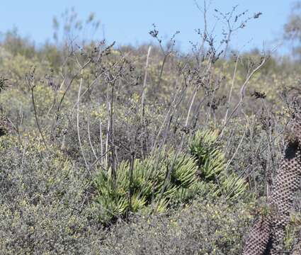 Image of Tylecodon wallichii subsp. wallichii