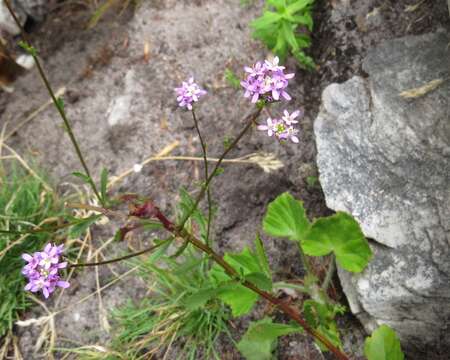 Image of Pseudoselago verbenacea (L. fil.) O. M. Hilliard