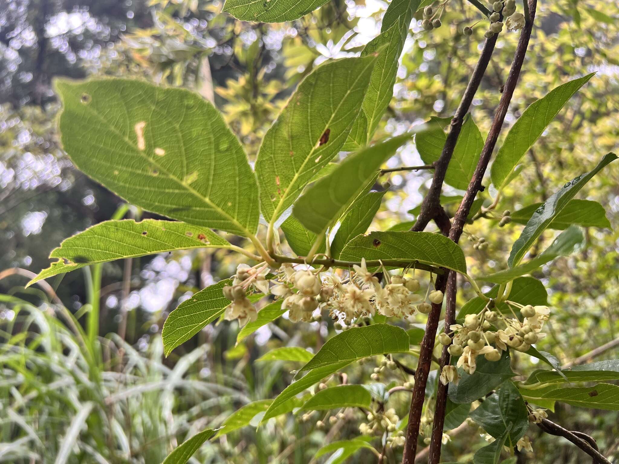 Image de Actinidia callosa var. discolor C. F. Liang