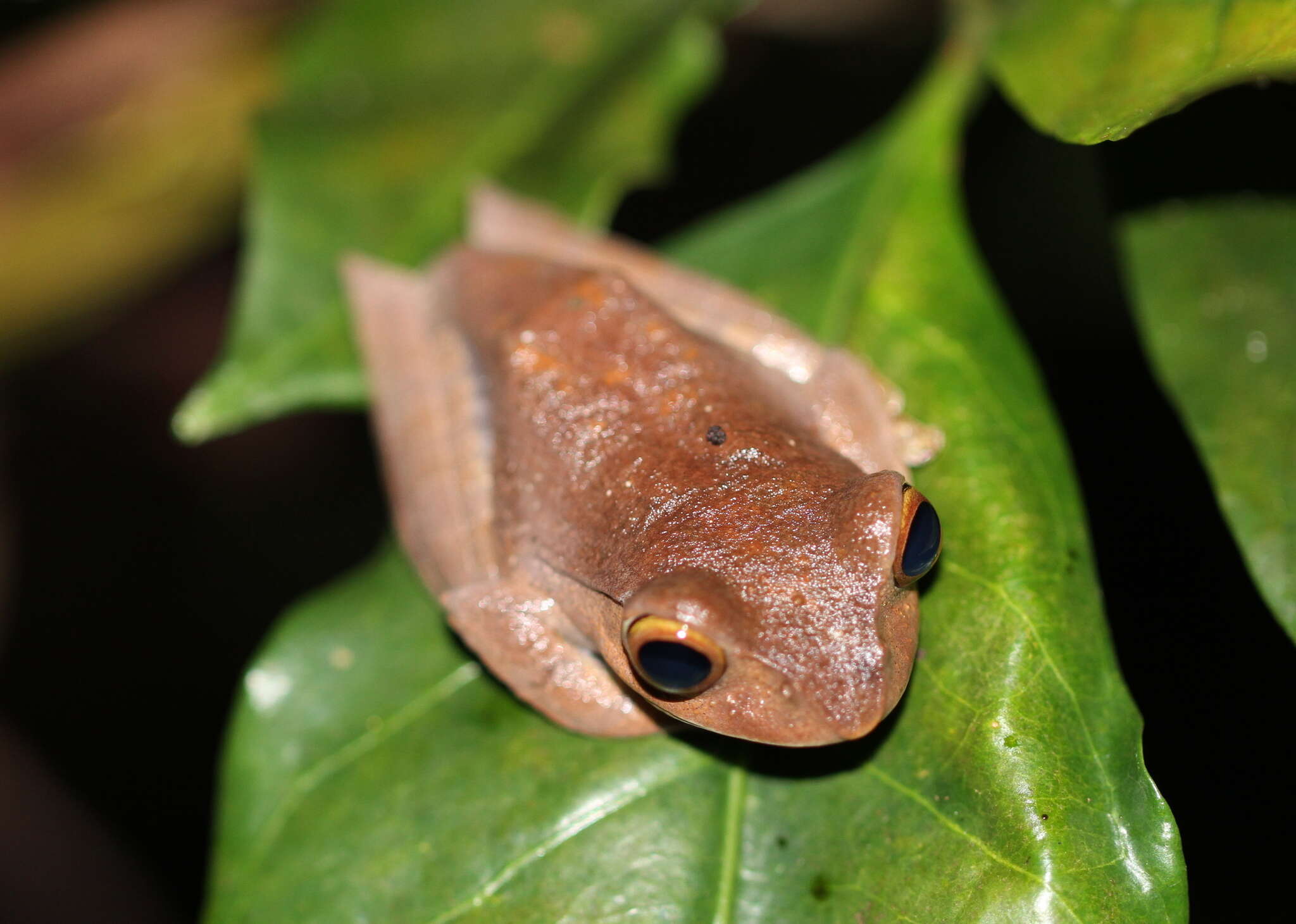 Image of Madagascar Bright-eyed Frog