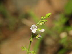 Mosla scabra (Thunb.) C. Y. Wu & H. W. Li resmi