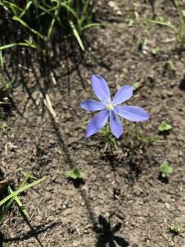 Calydorea campestris (Klatt) Baker resmi