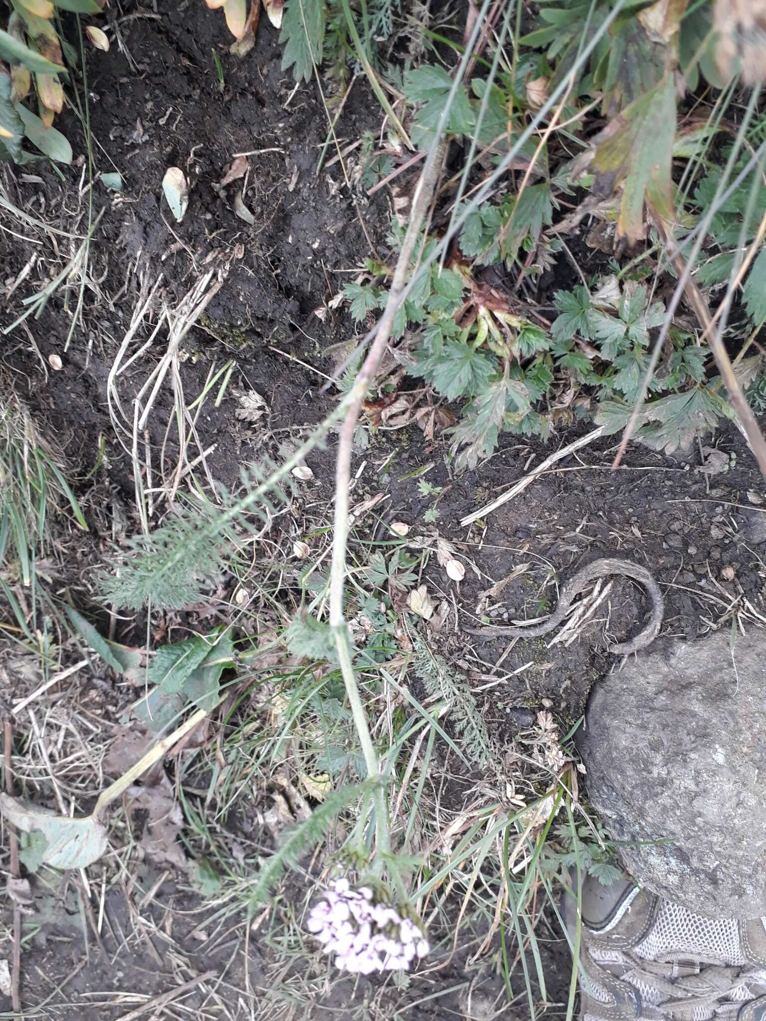 Image of common yarrow