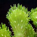 Image of <i>Euphorbia flanaganii</i> N. E. Br.