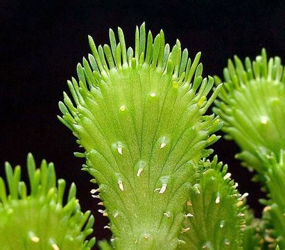 Image of <i>Euphorbia flanaganii</i> N. E. Br.