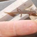 Sphaerodactylus difficilis typhlopous Schwartz 1983的圖片